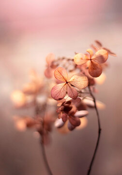 Kwiaty Hortensji bukietowej