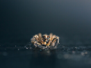 jumping spider 