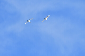 Bird watching, red-crowned crane, in
 winter
