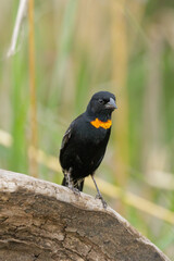 Red-collared widowbird, Euplectes ardens, in breeding plumage