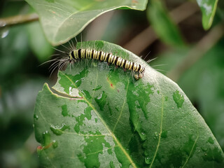 maco photo of caterpillar on a green leaf