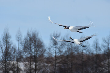 Bird watching, red-crowned crane, in
 winter