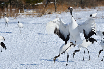 Bird watching, red-crowned crane, in
 winter