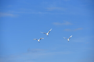 Bird watching, red-crowned crane, in
 winter