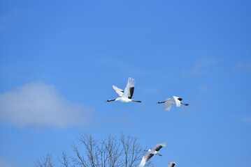 Bird watching, red-crowned crane, in
 winter