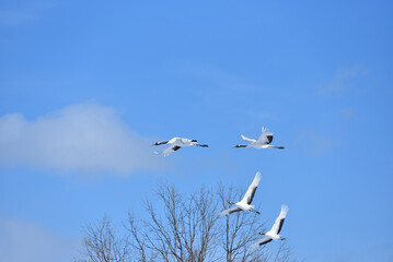 Bird watching, red-crowned crane, in
 winter