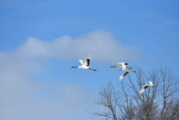 Bird watching, red-crowned crane, in
 winter