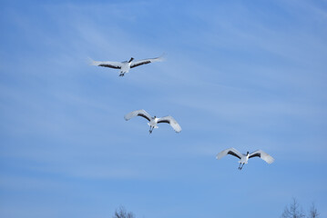 Bird watching, red-crowned crane, in
 winter