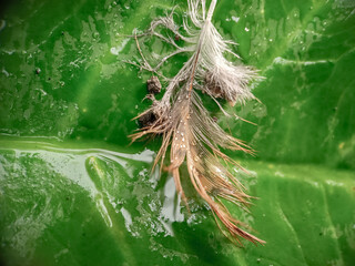 close up photo of quill on green leaf