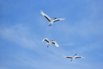 Bird watching, red-crowned crane, in
 winter
