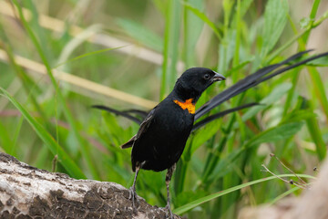 Red-collared widowbird, Euplectes ardens, in breeding plumage