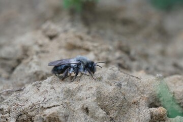 Closeup on a female grey-backed mining bee, Andrena vaga , sitting on the ground