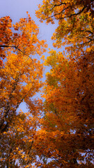 Autumn in the forest