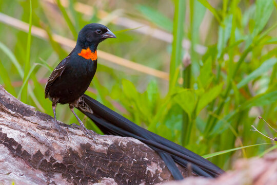 Red-collared Widow Bird In Breeding Plumage