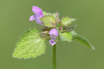 Field Woundwort flower detail