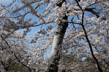 満開の桜　