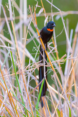 Red-collared widowbird, Euplectes ardens, in breeding plumage