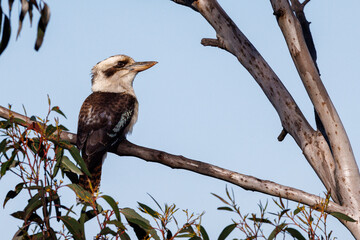 Kokaburra perched on a eucalyptus branch in the Blue Mountains, Australia