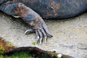 Marine Iguana Claw, Galapagos Islands