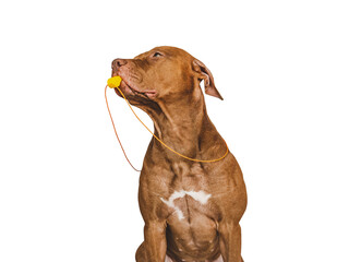 Lovable puppy, referee's whistle and soccer ball. Preparation for the game and the tournament....