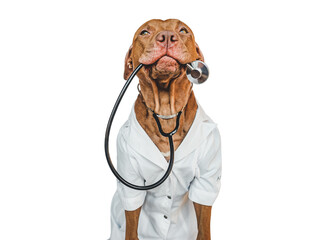 Lovable, pretty puppy, wearing a doctor's coat and holding stethoscope. Preparing for a veterinary appointment. Close-up, indoors. Studio photo. Pets care concept