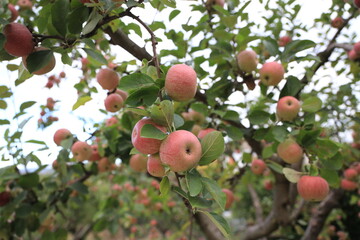 autumn season fruit apple photographed on a tree ready to be harvested