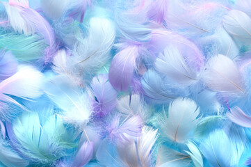 Angelic pastel tinted blue feather background - small fluffy blue feathers randomly scattered...