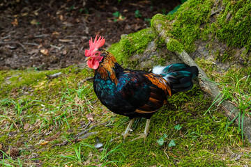 big rooster near a tree with moss