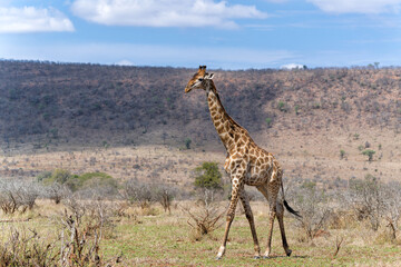 Giraffe searching for food in the Kruger National Park in South Africa