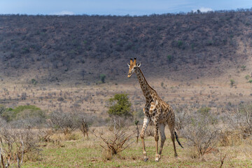 Giraffe searching for food in the Kruger National Park in South Africa