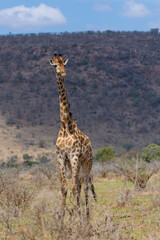 Giraffe searching for food in the Kruger National Park in South Africa