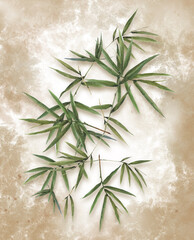 Watercolor illustration painting of bamboo leaves , on  background - 547386060