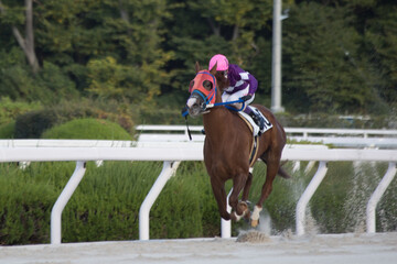 園田競馬場