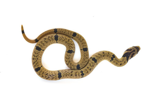 Small-banded Kukri Snake curling up on white background