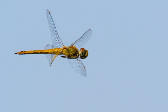 Globe Skimmer dragonfly levitating in mid air