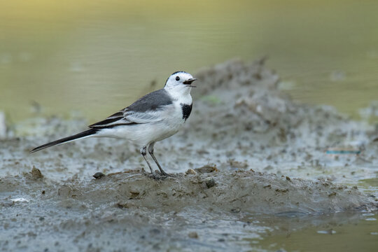 White Wagtail perching in muddy ground