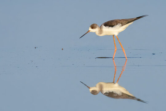 Black-winged Stilt wading in waterly pre-harvest empty rice field finding food
