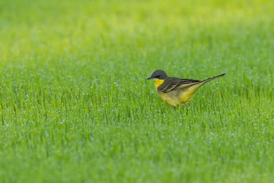 Eastern Yellow Wagtail perching in rice sprouts field