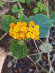 yellow flower in the garden