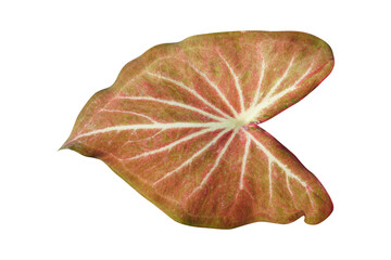 caladium bicolor leaves on a white background  