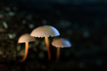 Mushrooms in a chestnut forest.