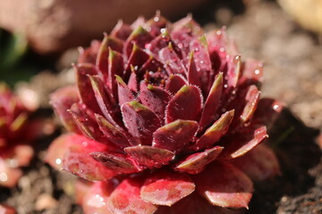 rojnik Granat sempervivum