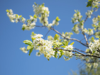 apple tree in spring against the sky