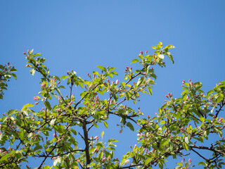 apple tree branches against the blue sky