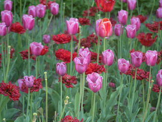 red and purple tulips in the garden