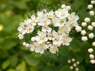 branch of flowering white spirea