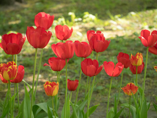 tulips in the spring garden