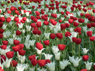 Fototapeta premium red and white tulips in the spring garden