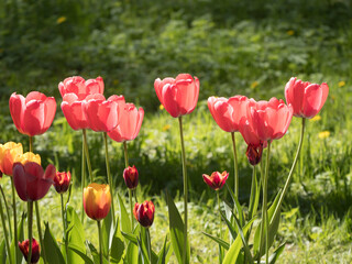 Obraz na płótnie Canvas tulips in the park in spring