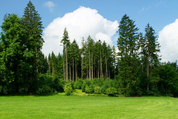 green forest in the summer